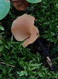 Guepinia helvelloides image