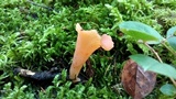 Guepinia helvelloides image