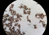 Fuligo septica image