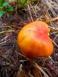 Hygrophorus speciosus image