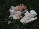 Calvatia cyathiformis image