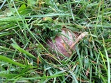 Calvatia cyathiformis image
