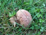 Calvatia cyathiformis image