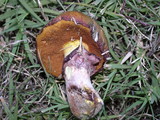 Suillus luteus image