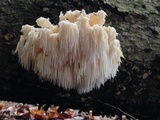 Hericium americanum image