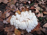 Hericium americanum image