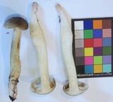 Tricholoma saponaceum image