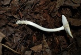 Amanita elongata image