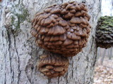 Globifomes graveolens image