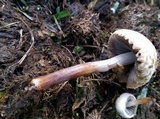 Panaeolus antillarum image