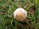 Panaeolus antillarum image