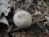 Lactarius vietus image