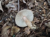 Lactarius vietus image