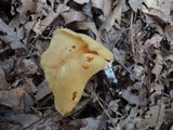 Otidea onotica image