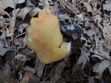 Otidea onotica image