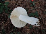 Russula vinosa image