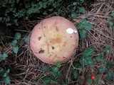 Russula vinosa image