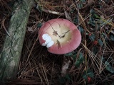 Russula vinosa image