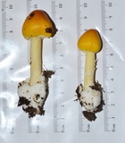 Amanita banningiana image