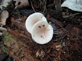 Lactarius griseus image