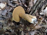 Suillus punctipes image