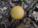 Suillus punctipes image