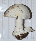 Amanita hygroscopica image