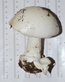 Amanita hygroscopica image