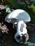 Amanita hygroscopica image