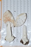 Amanita hygroscopica image