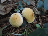 Cystoderma amianthinum image