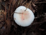Russula silvestris image