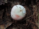 Russula silvestris image