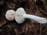 Russula silvestris image