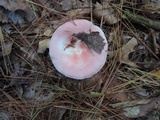 Russula silvestris image
