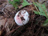 Russula silvestris image
