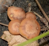 Armillaria solidipes image