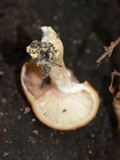 Armillaria solidipes image