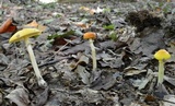 Amanita elongata image