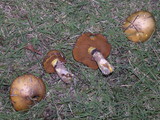 Suillus luteus image