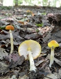 Amanita elongata image