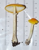 Amanita elongata image