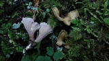 Gomphus clavatus image