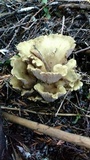 Gomphus clavatus image
