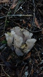 Gomphus clavatus image