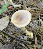 Amanita amerifulva image