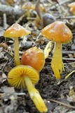 Hygrocybe psittacina var. perplexa image