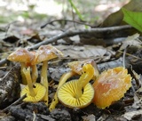 Hygrocybe psittacina var. perplexa image
