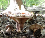 Lactarius quietus var. incanus image