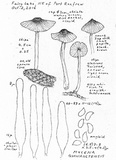 Mycena quiniaultensis image